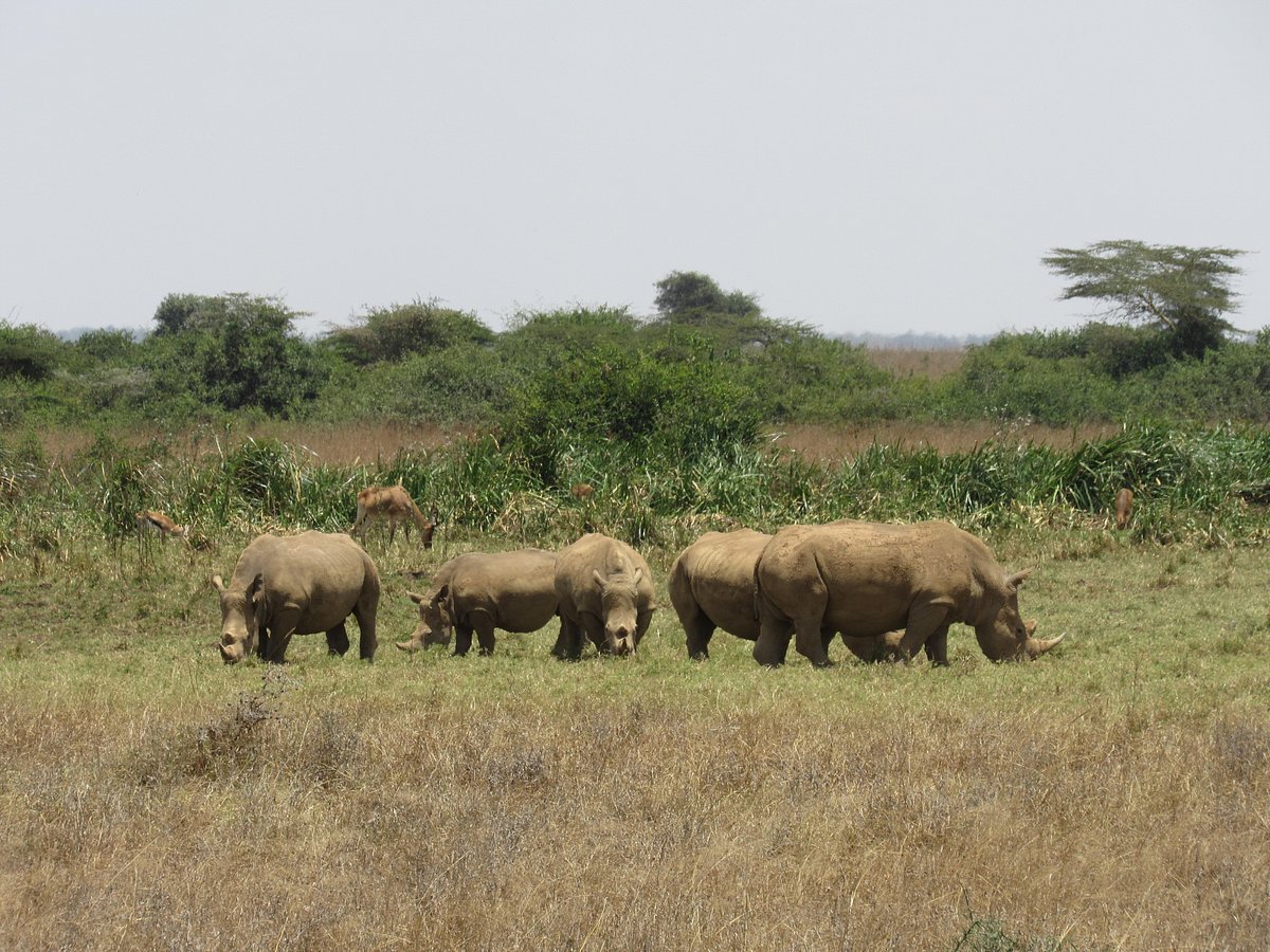 Wildlife on the African savanna